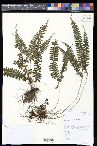 Lindsaea obtusa image