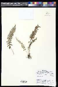 Lindsaea obtusa image
