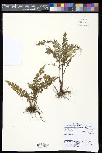 Lindsaea obtusa image