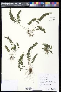 Lindsaea obtusa image
