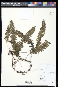 Lindsaea oblanceolata image