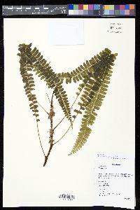 Lindsaea oblanceolata image