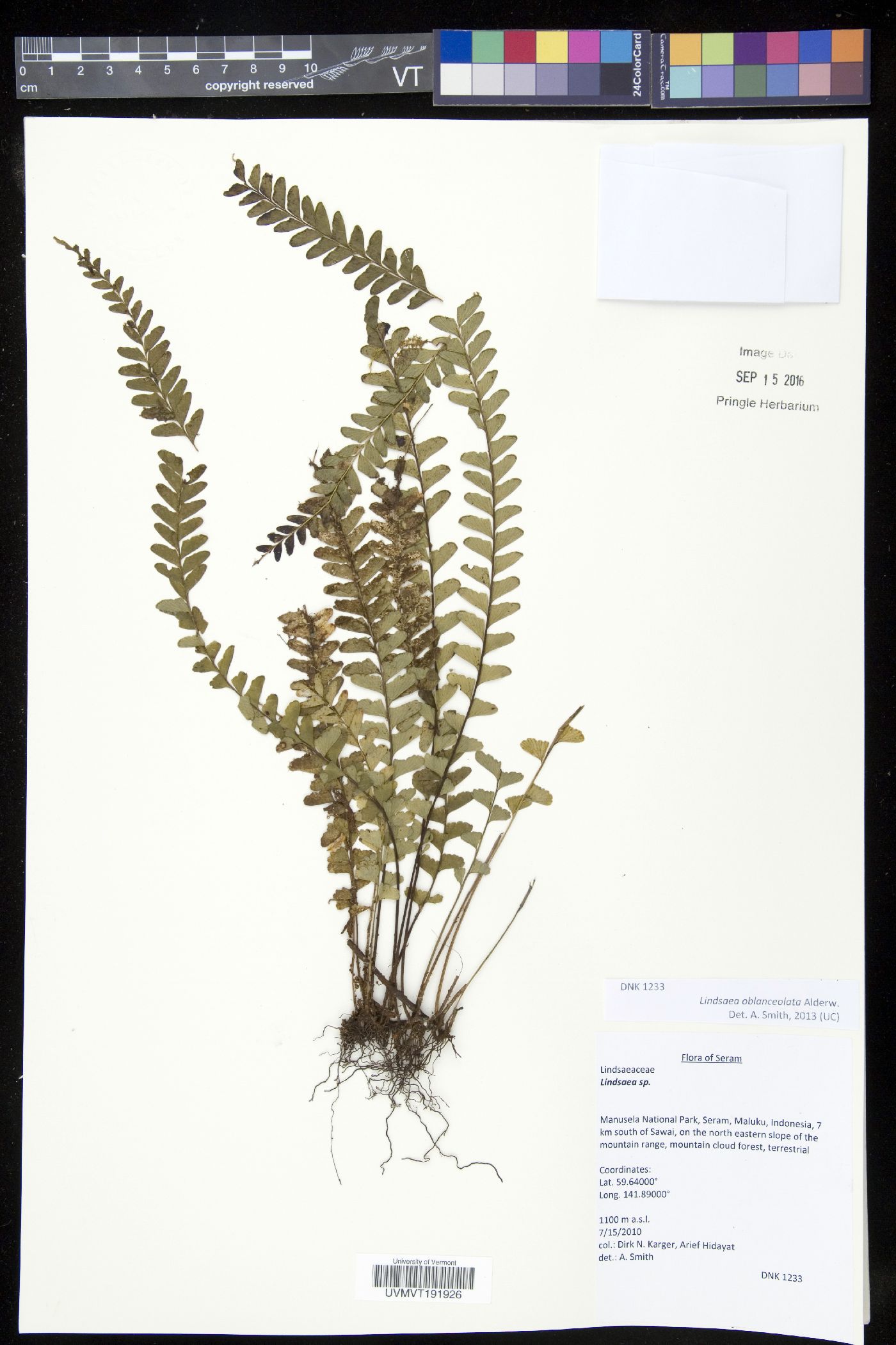 Lindsaea oblanceolata image