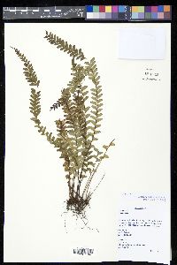 Lindsaea oblanceolata image