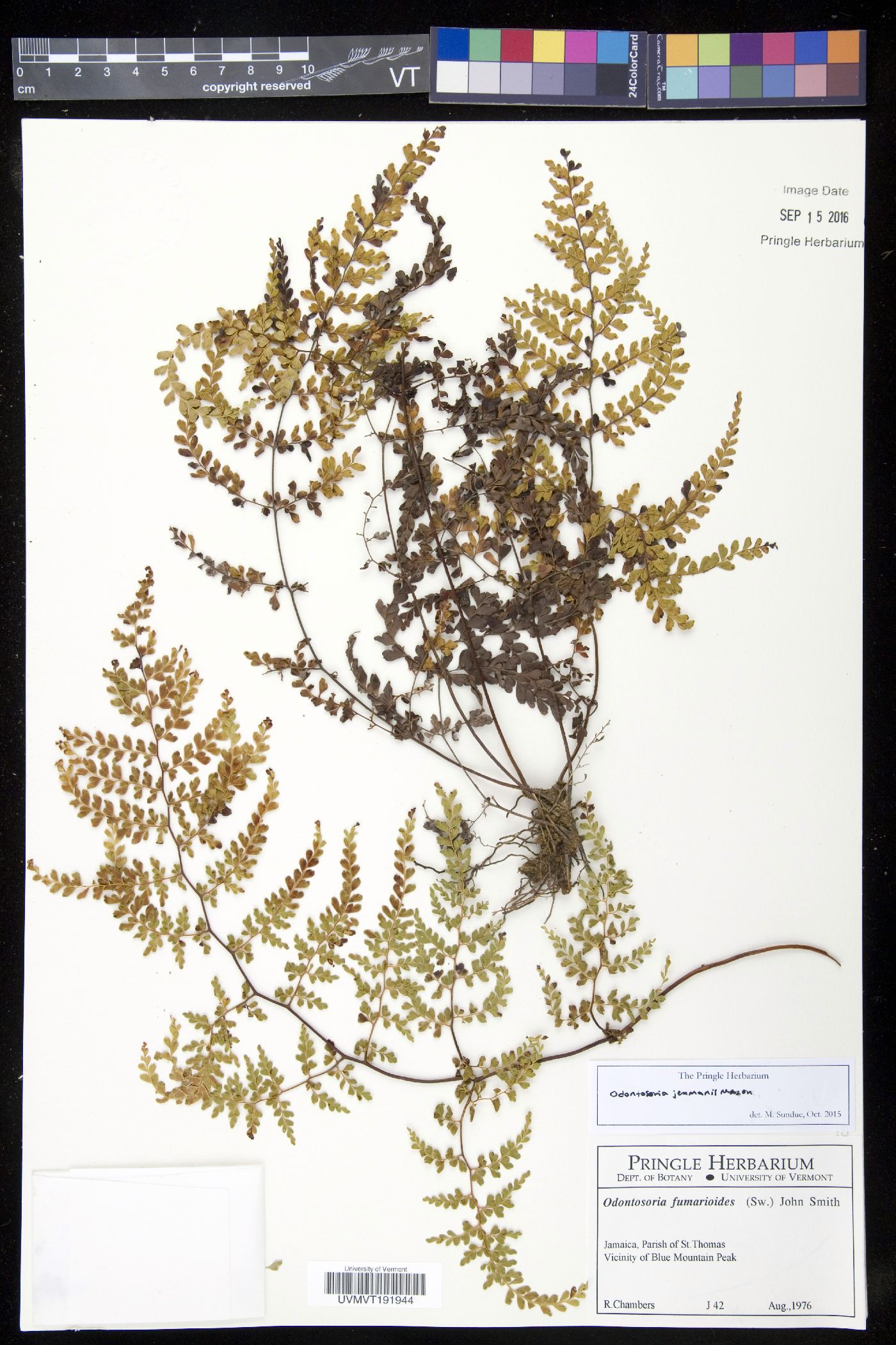 Odontosoria jenmanii image