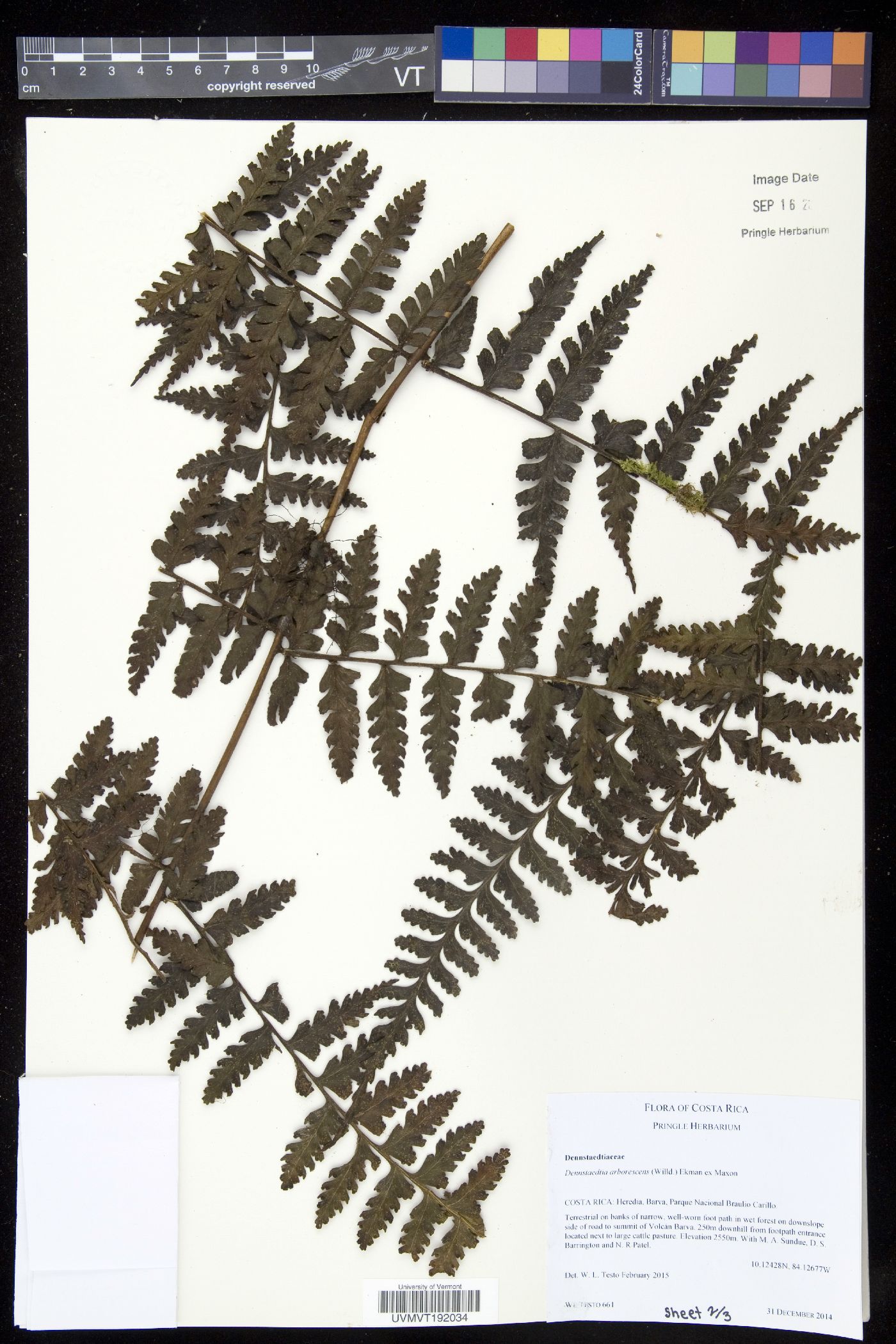 Dennstaedtia auriculata image