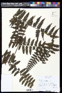 Dennstaedtia auriculata image