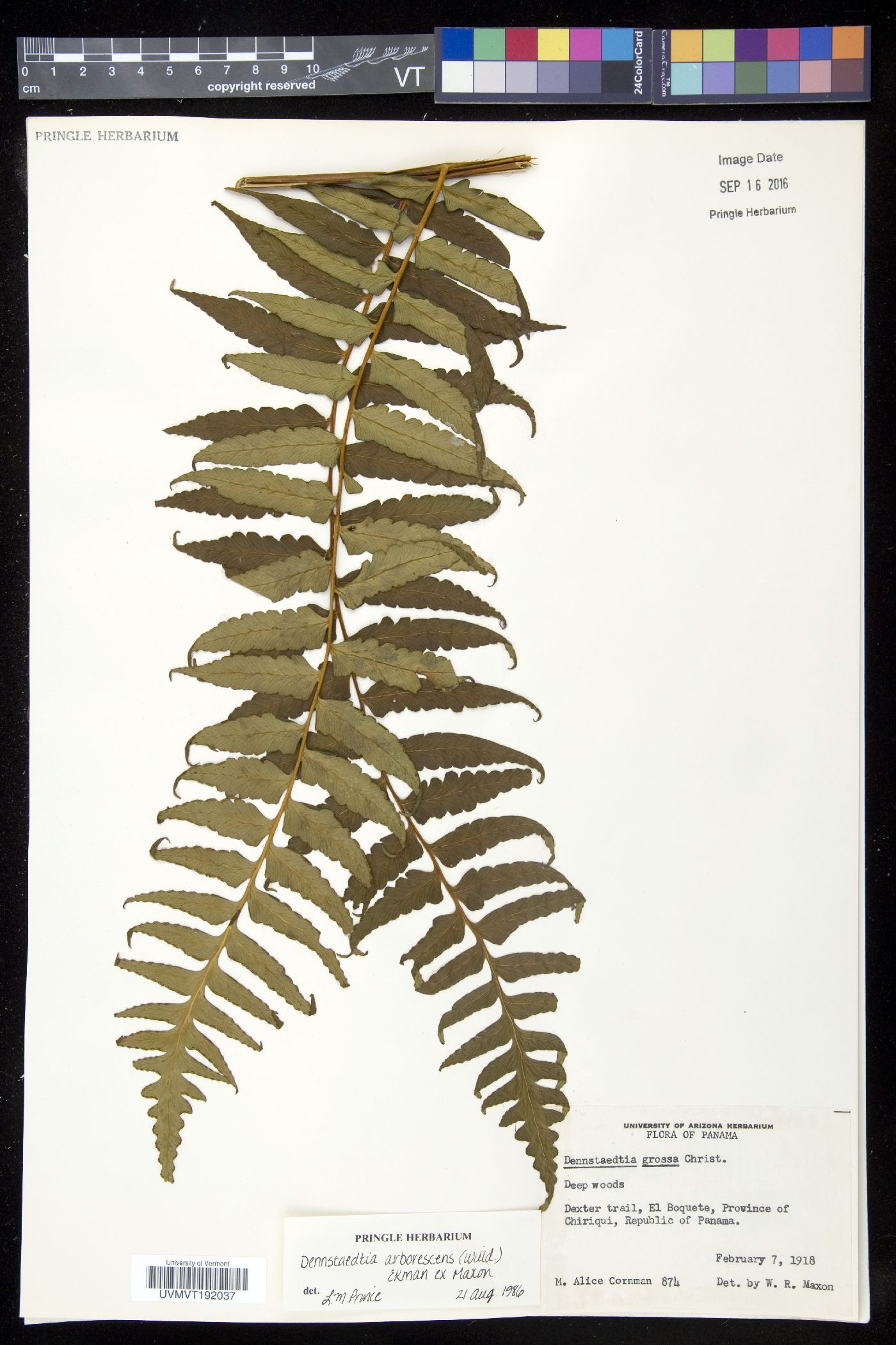 Dennstaedtia arborescens image