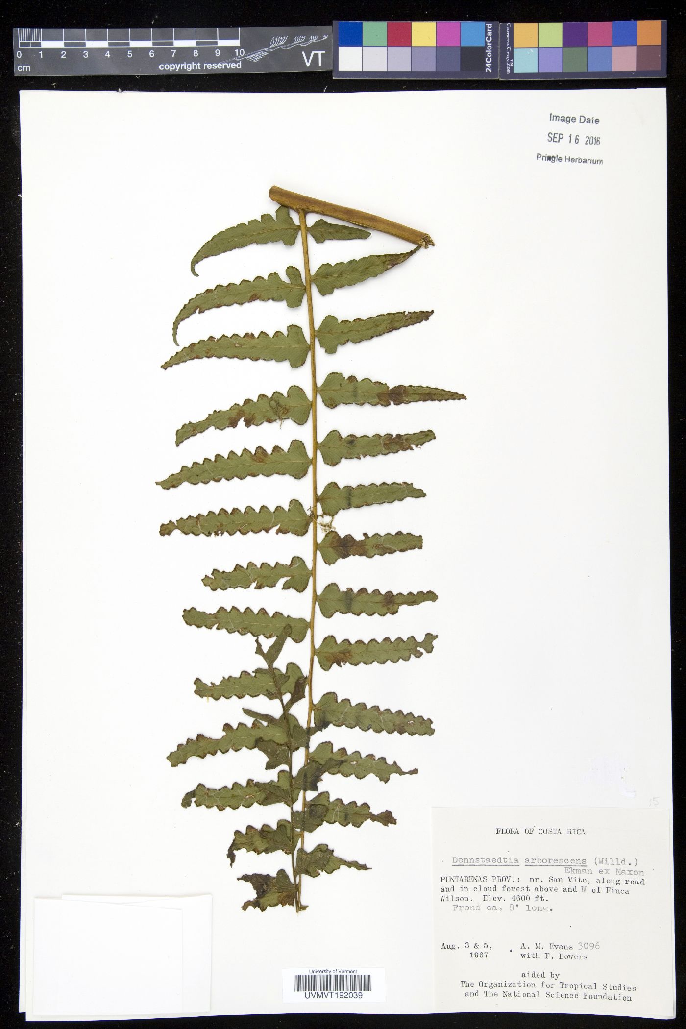 Dennstaedtia arborescens image