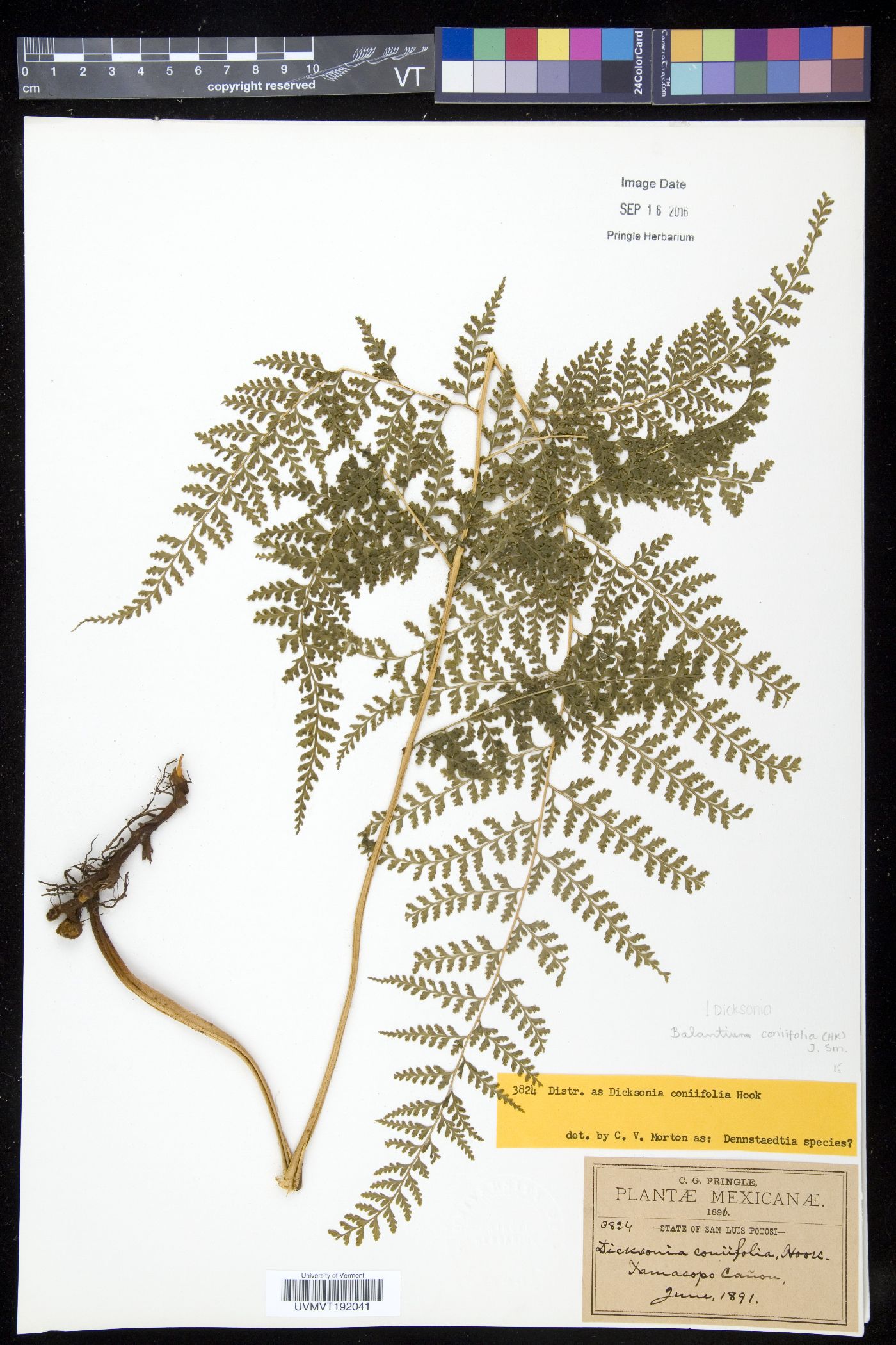 Dicksonia coniifolia image