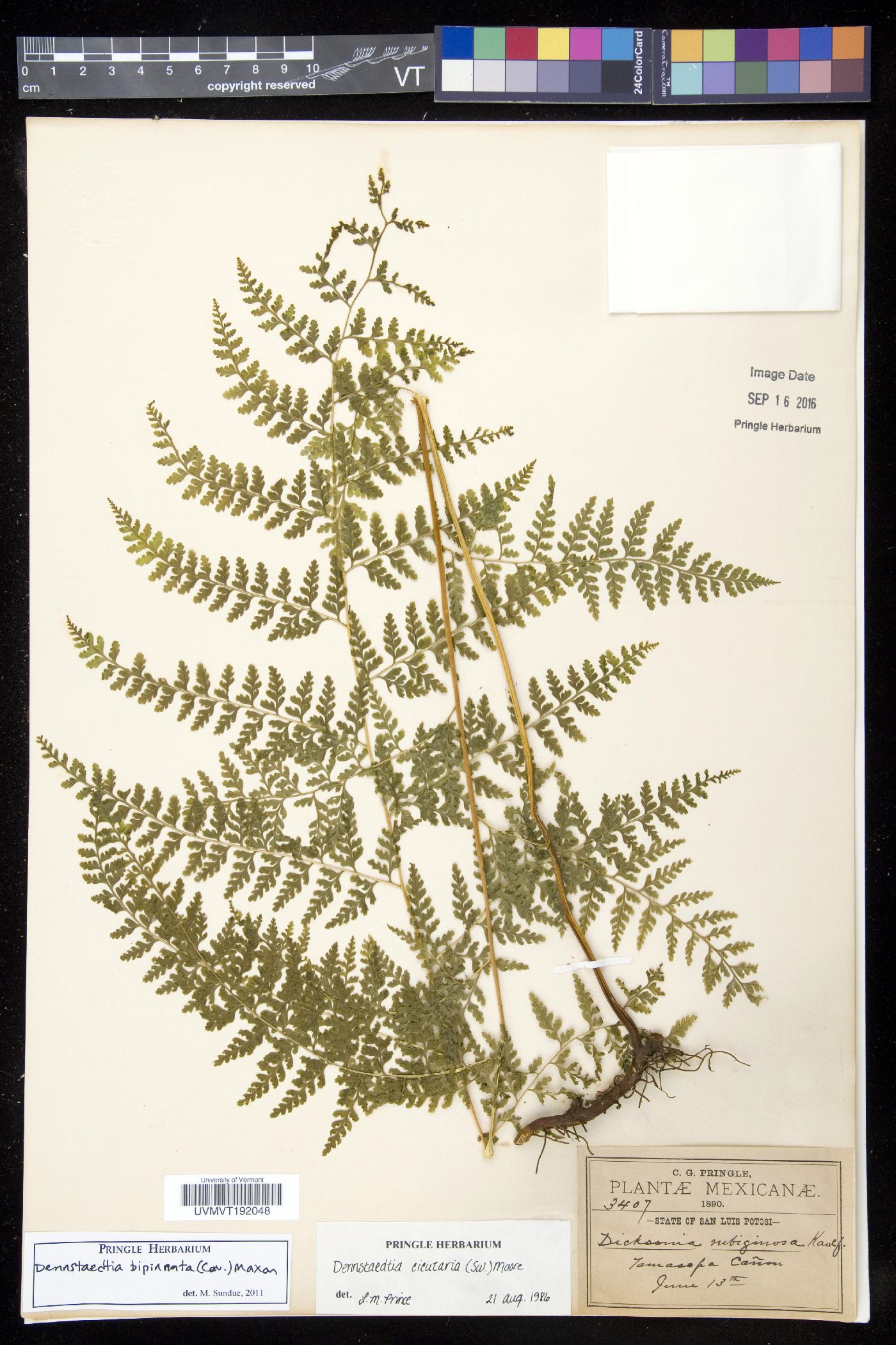 Dennstaedtia globulifera image