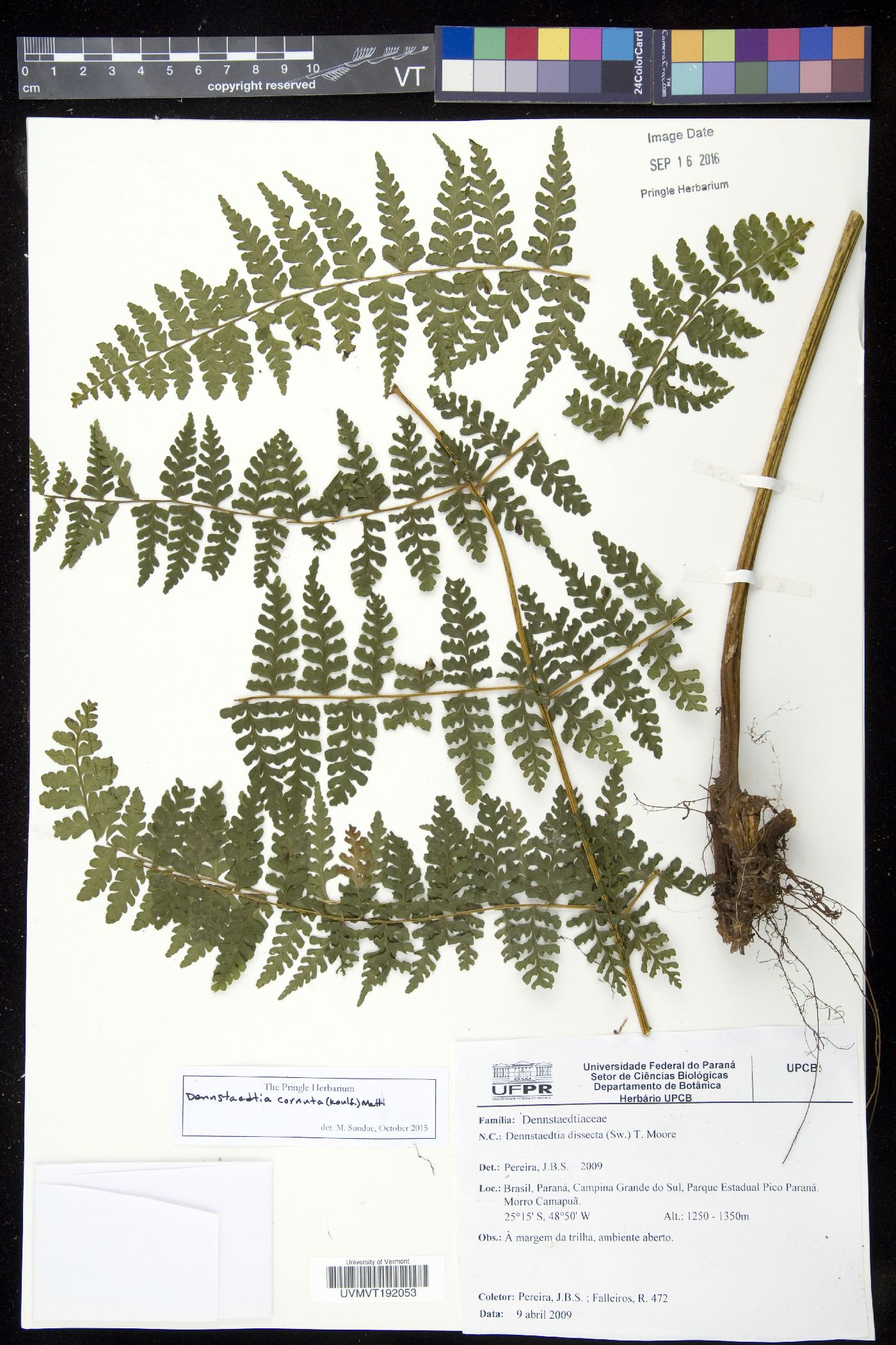 Dennstaedtia dissecta image