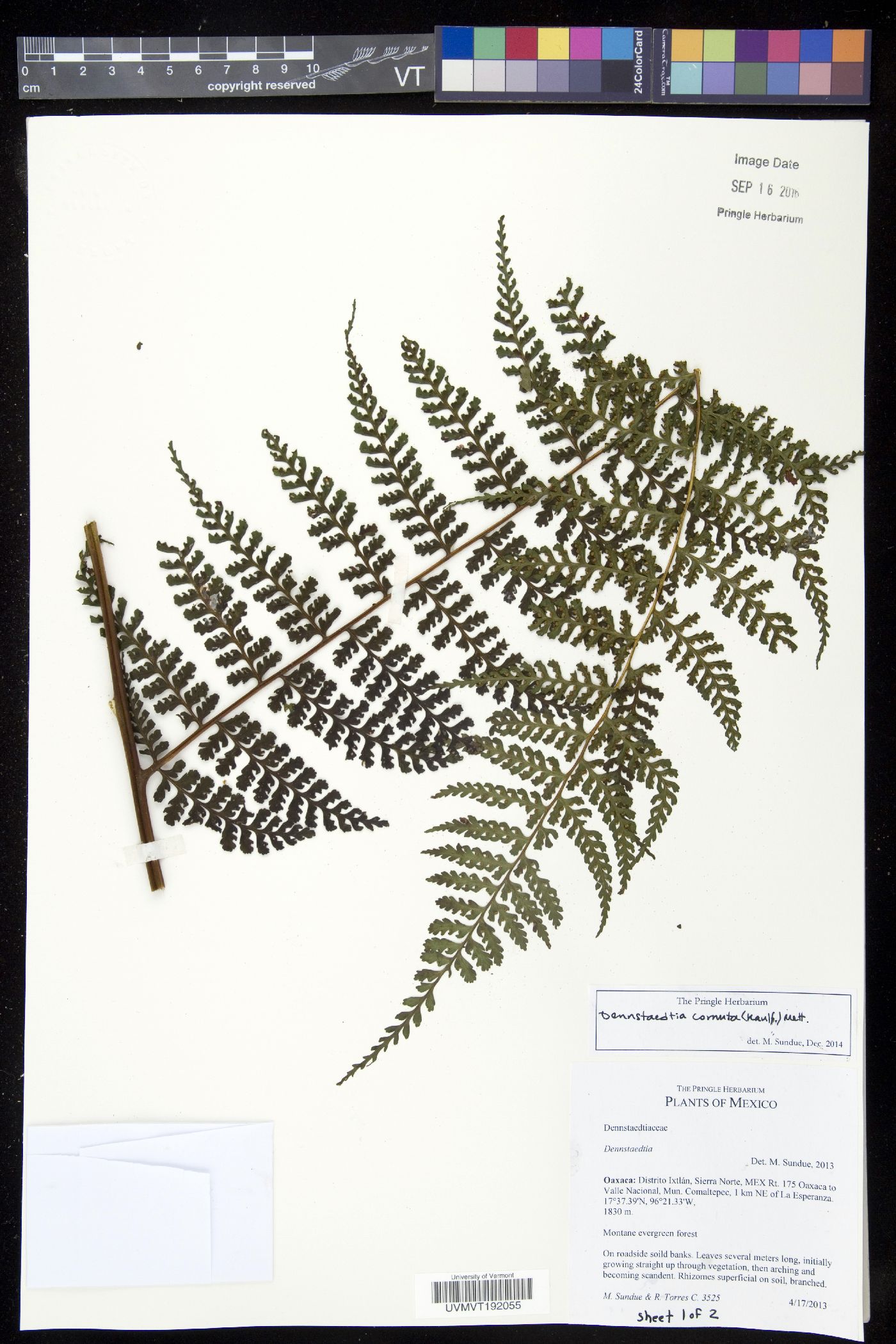 Dennstaedtia cornuta image