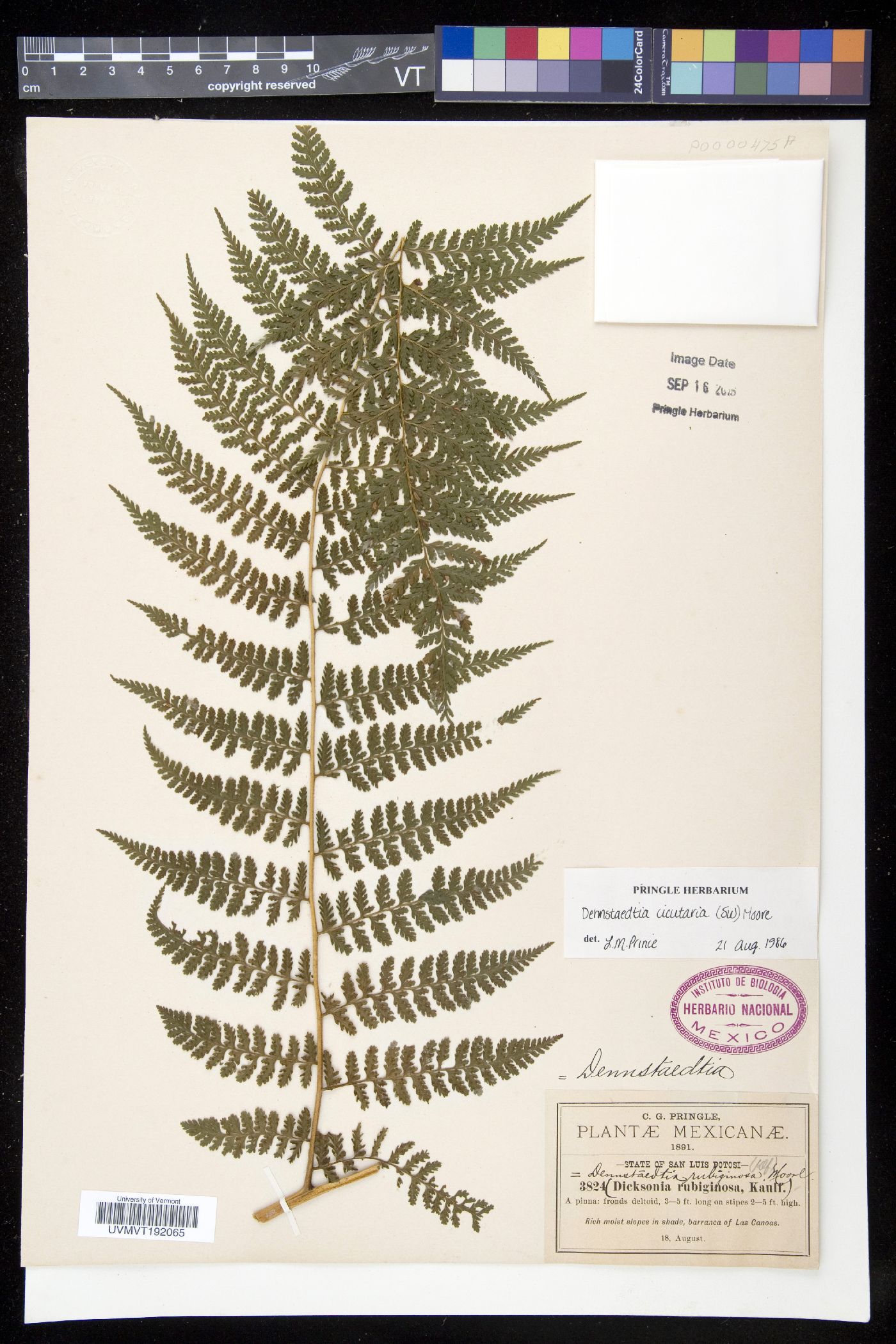 Dennstaedtia cicutaria image