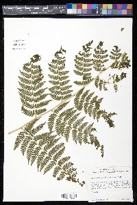 Dennstaedtia cicutaria image