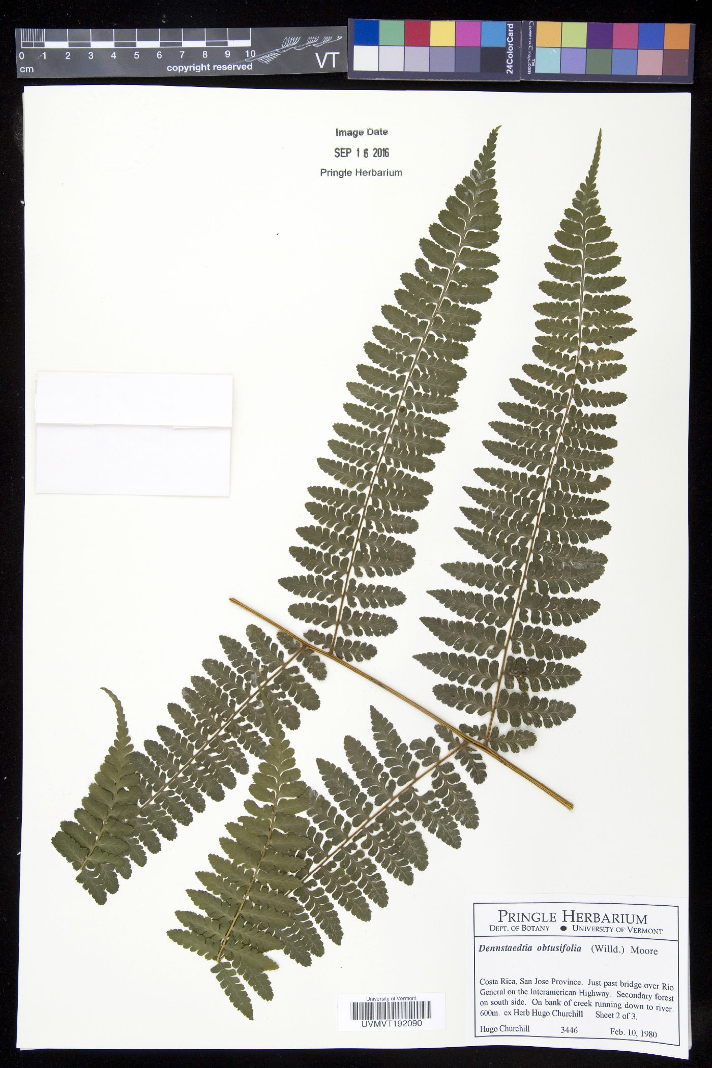 Dennstaedtia obtusifolia image