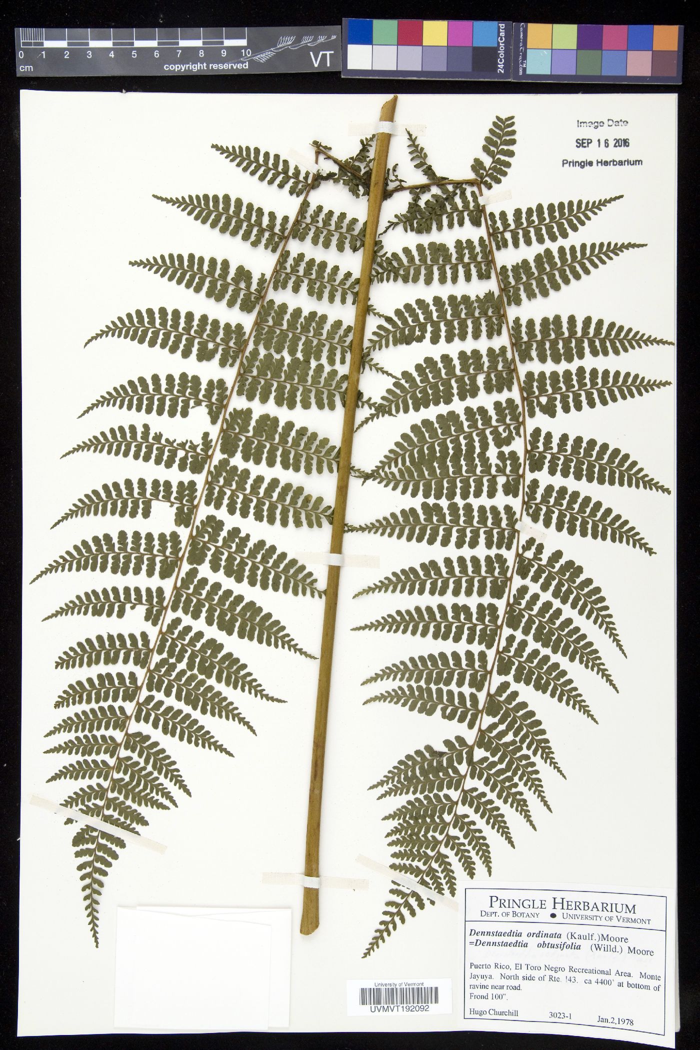 Dennstaedtia ordinata image