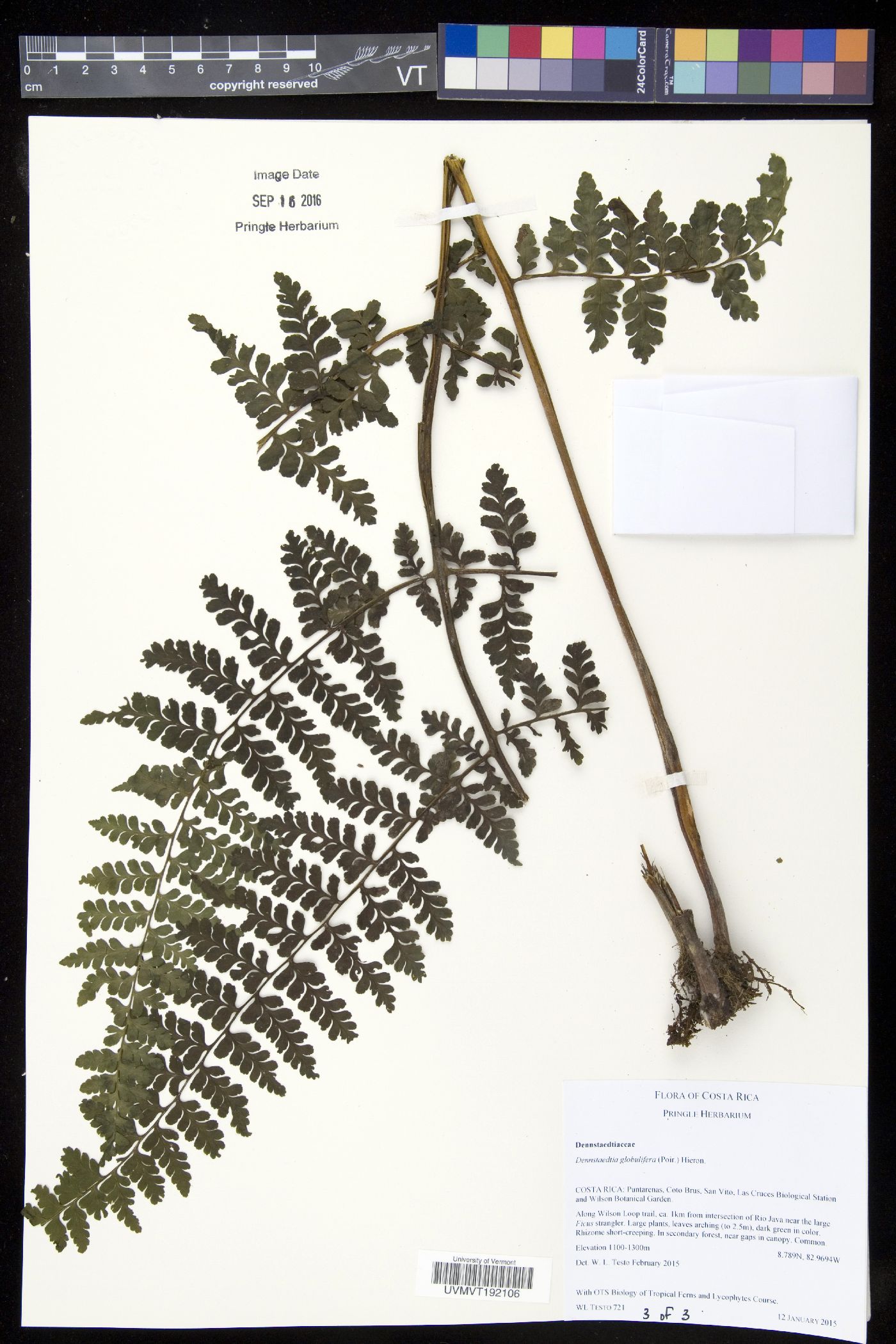 Dennstaedtia dissecta image