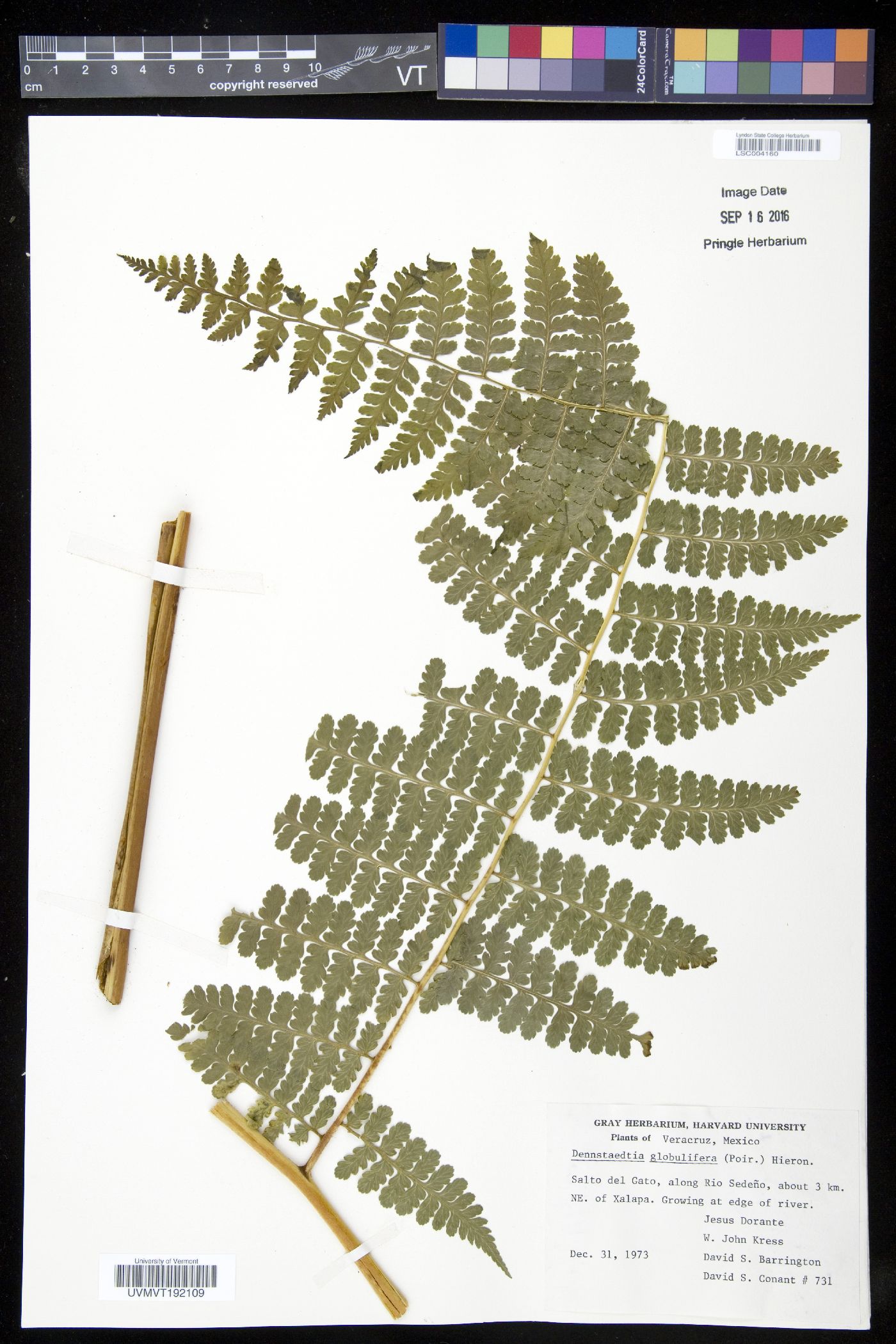 Dennstaedtia globulifera image