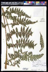 Dennstaedtia globulifera image