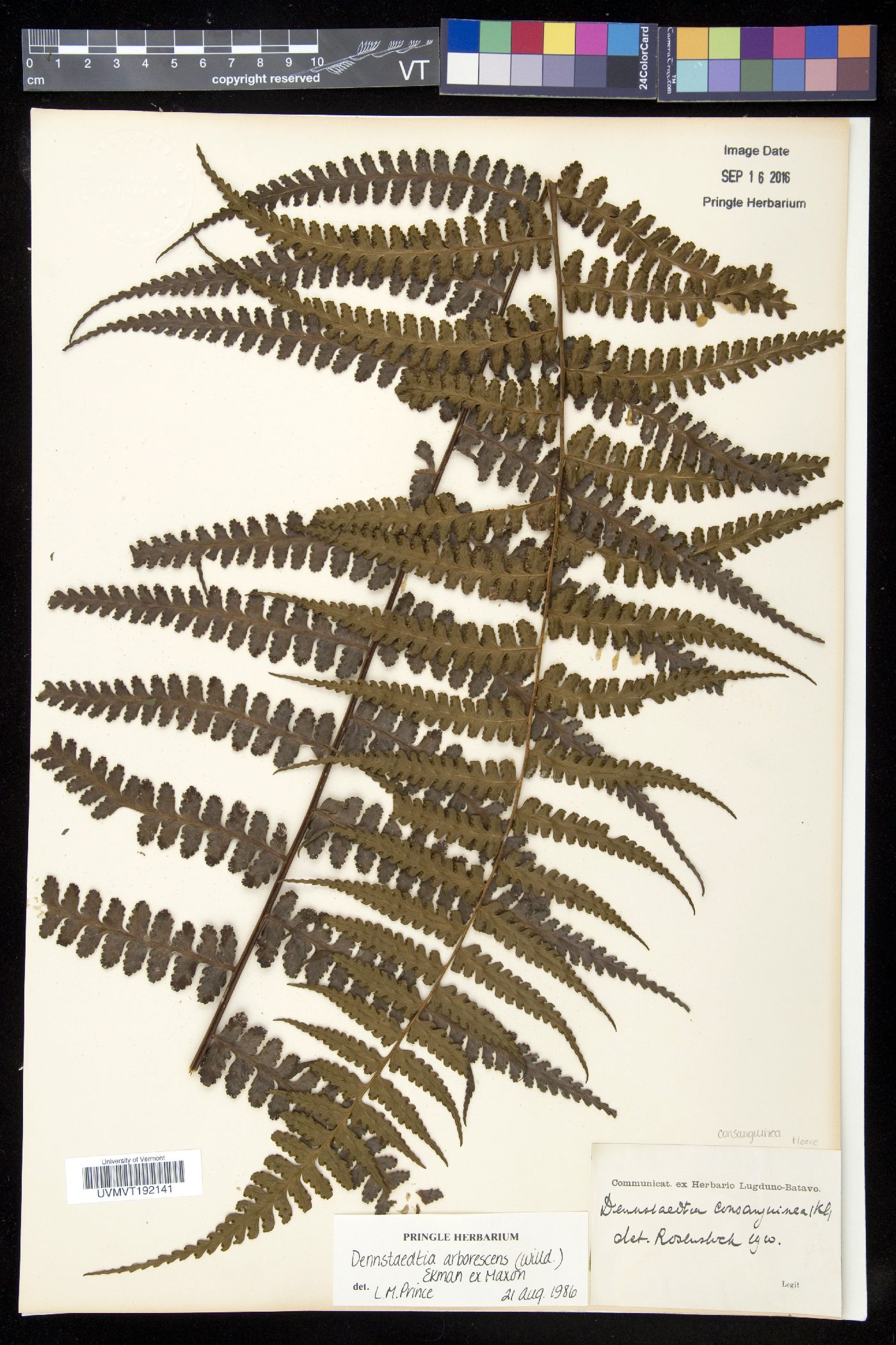 Dennstaedtia auriculata image