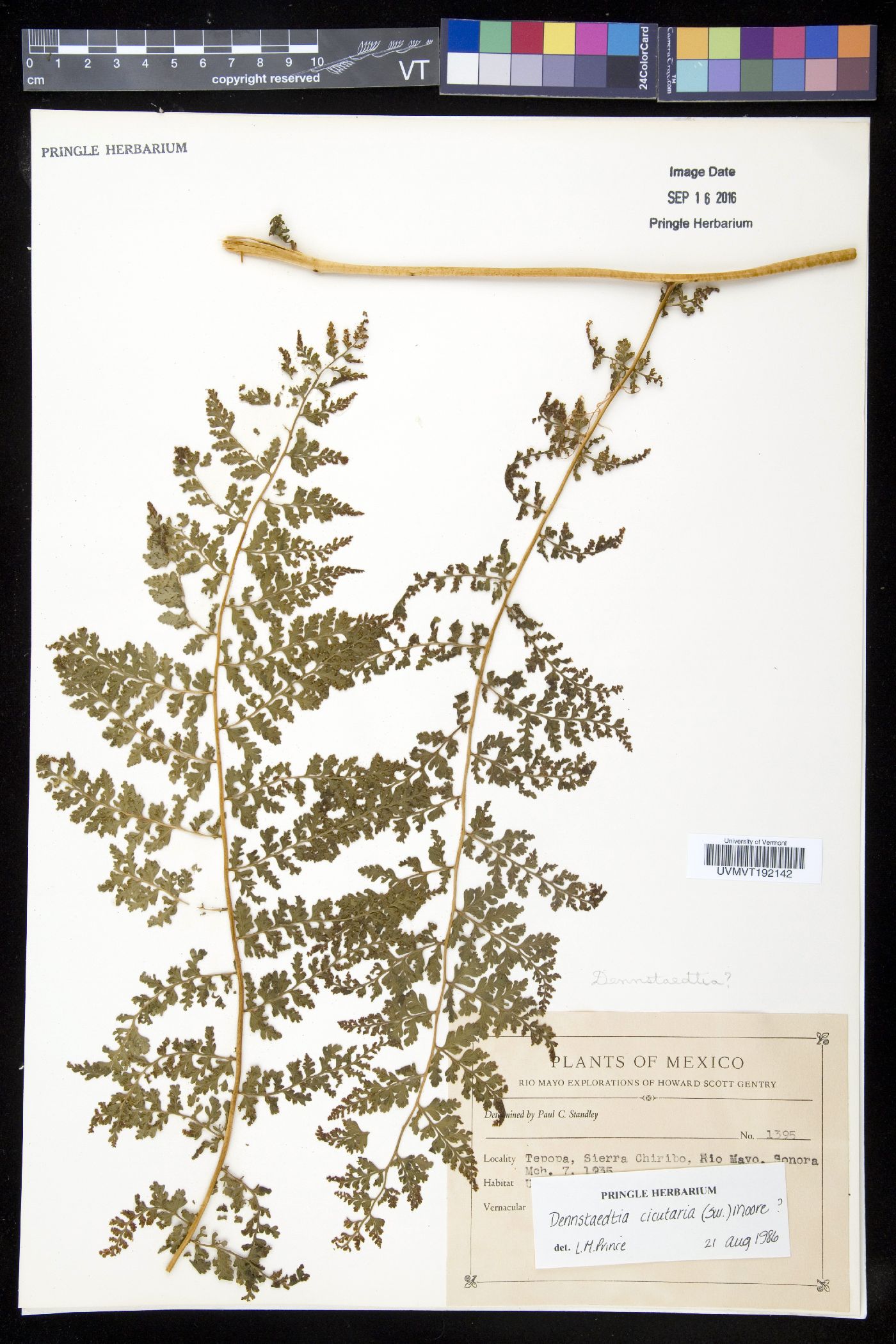 Dennstaedtia distenta image