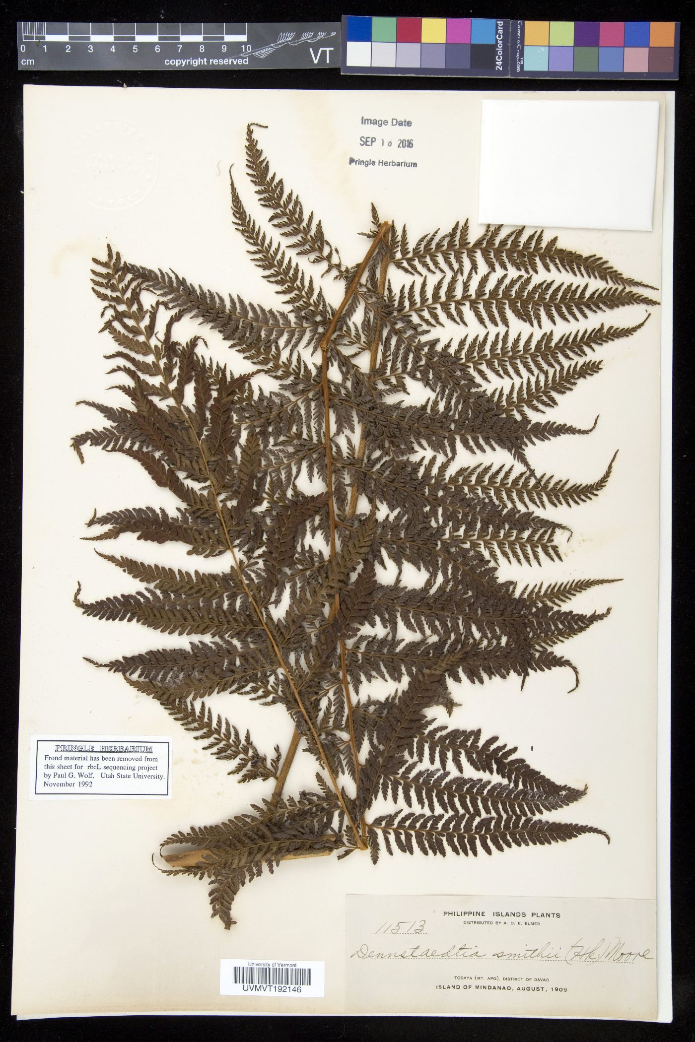 Dennstaedtia smithii image
