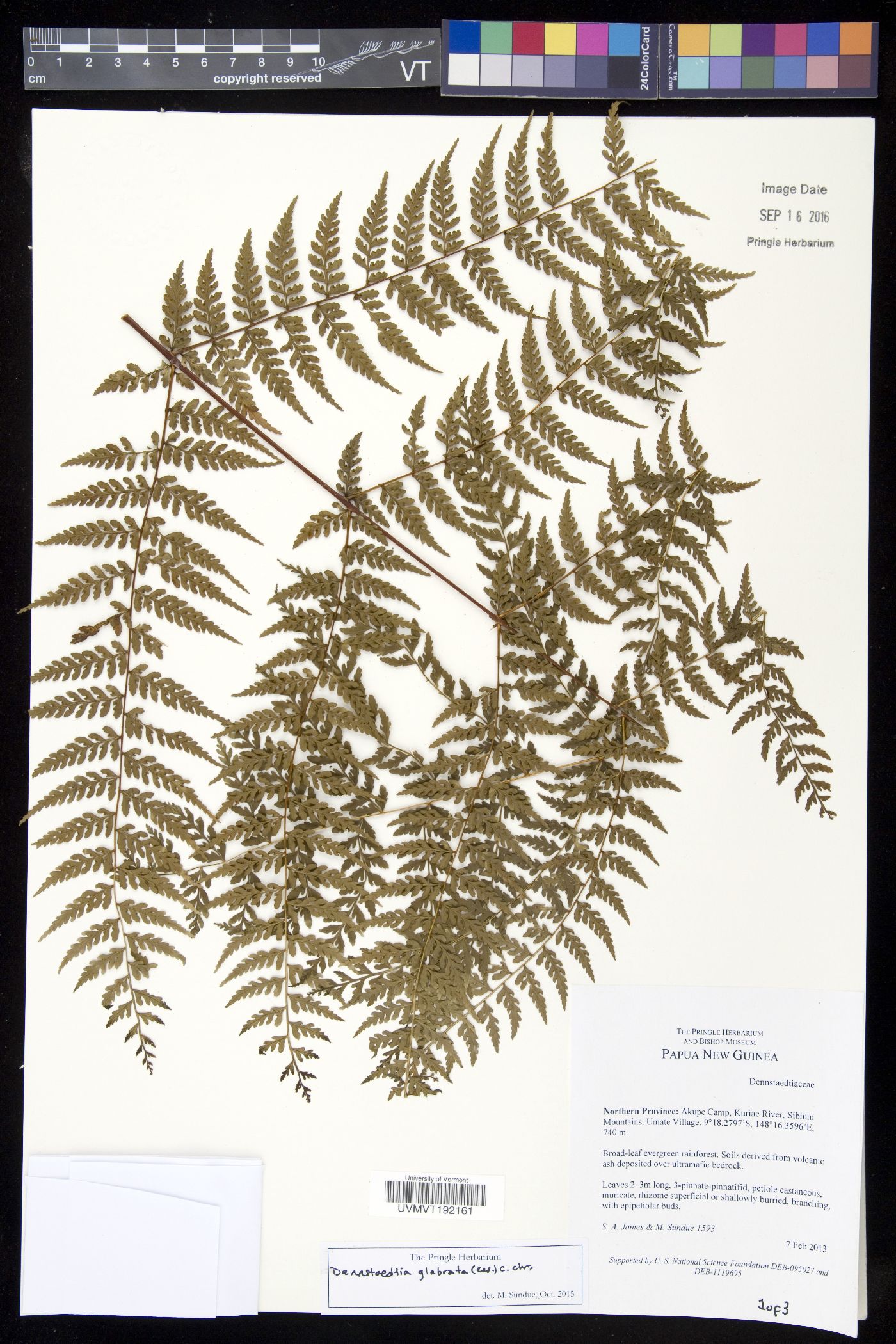 Dennstaedtia glabrata image