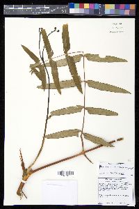 Histiopteris stipulacea image