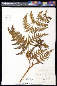 Hypolepis zimmerae image