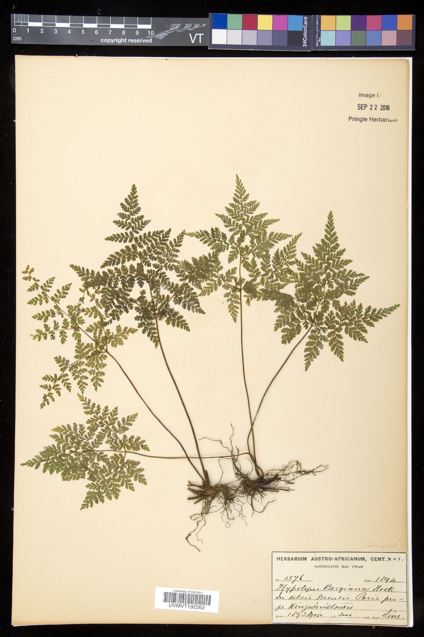 Cheilanthes bergiana image