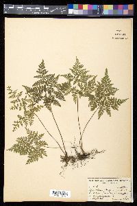 Cheilanthes bergiana image