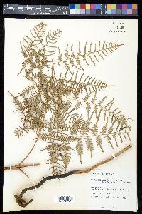 Pteridium caudatum image