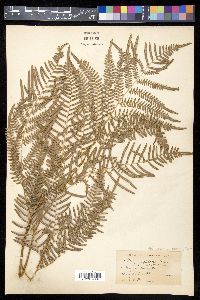 Pteridium caudatum image