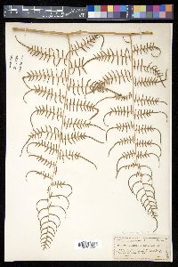 Pteridium caudatum image