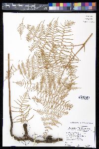 Pteridium caudatum image