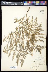 Pteridium caudatum image