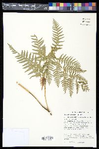 Pteridium aquilinum var. latiusculum image