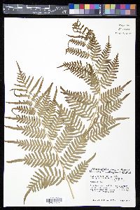 Pteridium aquilinum subsp. pseudocaudatum image