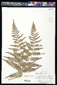 Pteridium aquilinum subsp. latiusculum image