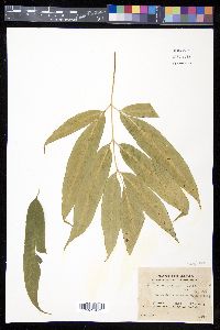 Coniogramme japonica image