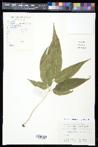 Coniogramme japonica image