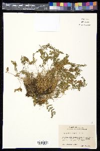 Cryptogramma crispa image