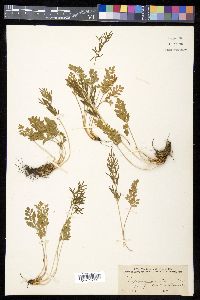 Cryptogramma acrostichoides image