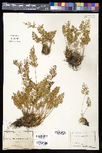 Cryptogramma acrostichoides image