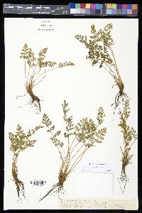 Cryptogramma acrostichoides image