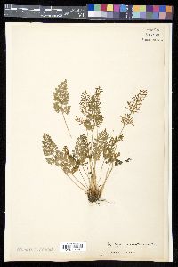 Cryptogramma acrostichoides image