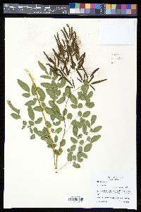 Llavea cordifolia image