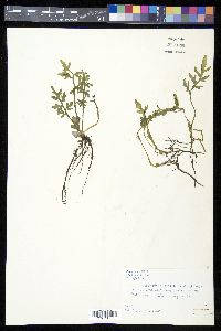 Ceratopteris pteridoides image