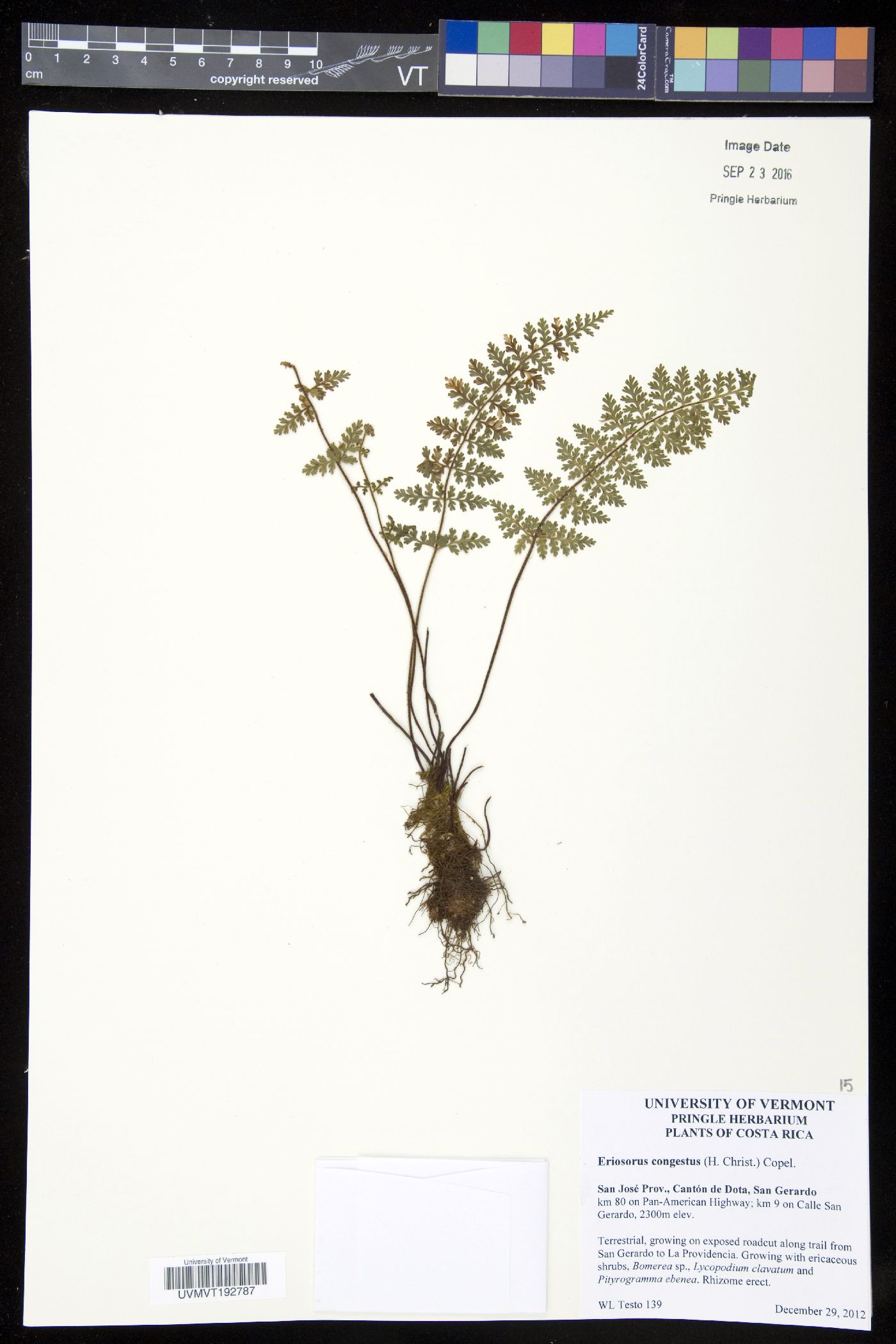 Eriosorus image